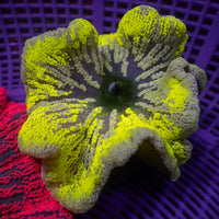 WYSIWYG Highlighter Yellow Ring Haddoni Carpet Anemone (4-5")