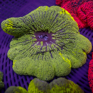 WYSIWYG Highlighter Yellow Stripe Haddoni Carpet Anemone (4-5")