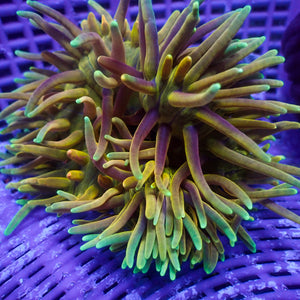 WYSIWYG CA Ultra Rainbow Holy Grail Long Tentacle Anemone (3-4")