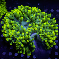 Limonade Bubble Tip Anemone