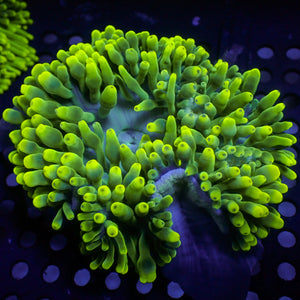 Limonade Bubble Tip Anemone