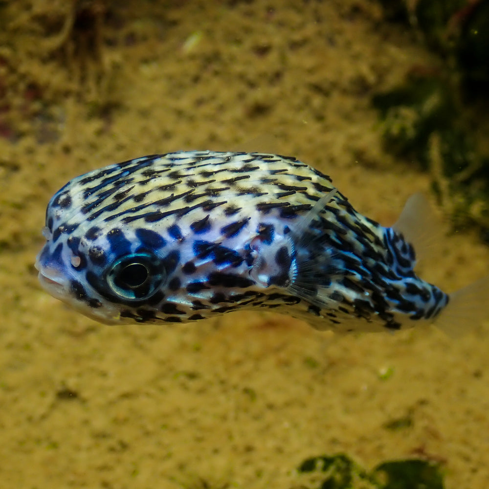 WYSIWYG Adult Blue Pelagic Procupine Puffer (Rare, 2-3