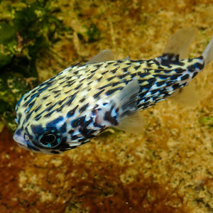 WYSIWYG Adult Blue Pelagic Procupine Puffer (Rare, 2-3")