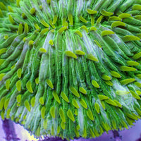 WYSIWYG Neon Lime Green Fungia Plate Coral (3-4")
