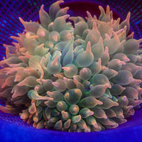 WYSIWYG Princess Peach Ultra Rainbow Bubble Tip Anemone (5-6")