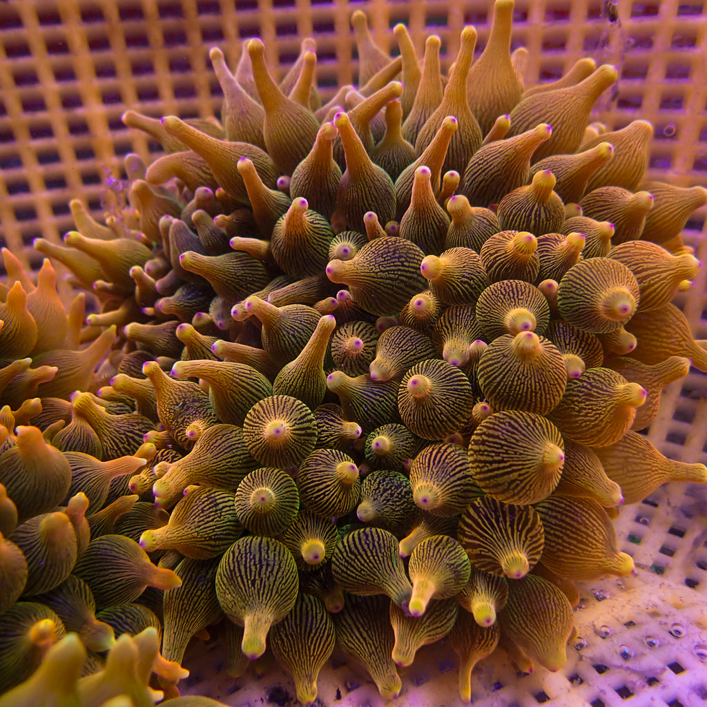 Ultra Rainbow Violet Burst Bubble Tip Anemone - Corals Anonymous