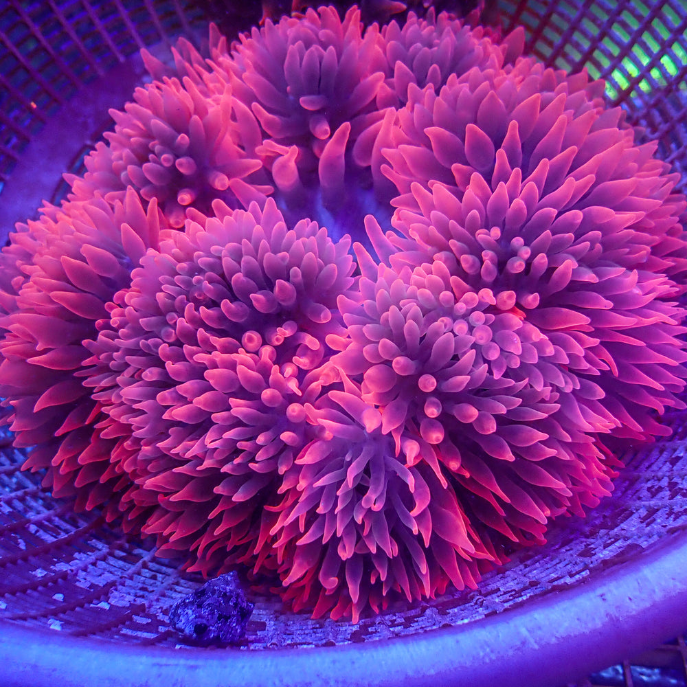 WYSIWYG XL Strawberry Pink Bubble Tip Anemone (Rare, 8-10”)