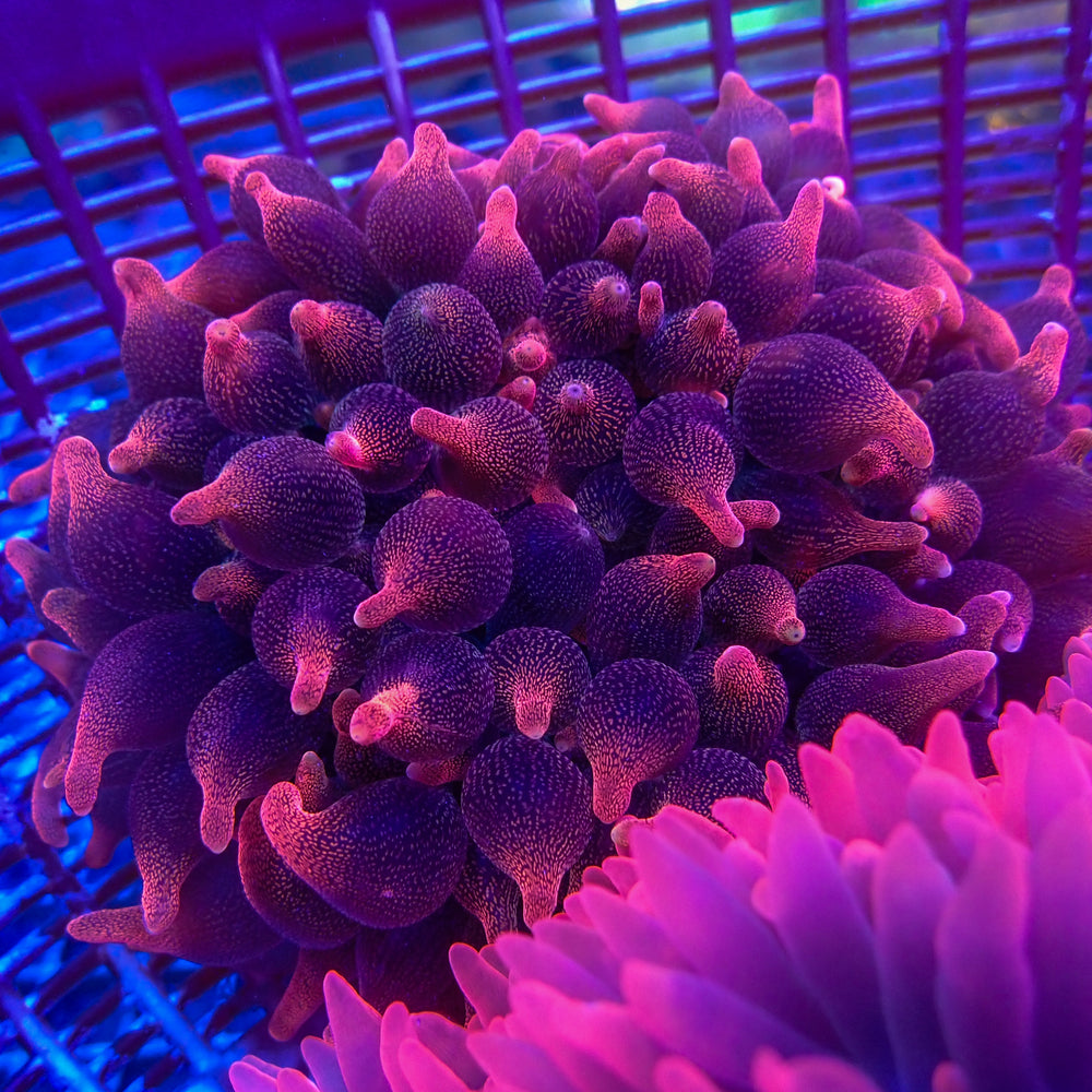 WYSIWYG Darth Maul Bubble Tip Anemone (Rare, 4-5