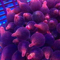 WYSIWYG Darth Maul Bubble Tip Anemone (Rare, 4-5")
