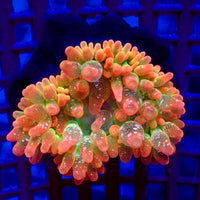 WYSIWYG Ultra Rainbow Sherbert Swirl Bubble Tip Anemone (Rare, 1-2")