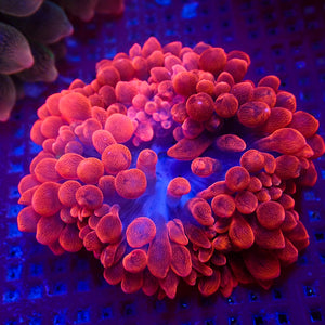 WYSIWYG Red Devil Bubble Tip Anemone (3-5")