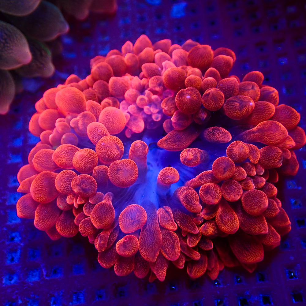 WYSIWYG Red Devil Bubble Tip Anemone (3-5