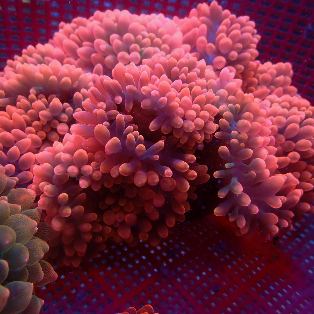 WYSIWYG XL Ultra Strawberry Bomb Bubble Tip Anemone (Rare, 8-10”)