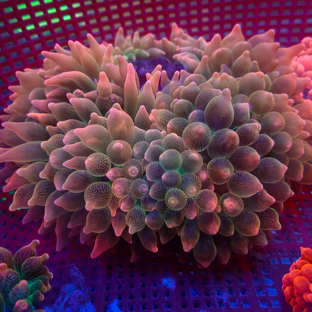 WYSIWYG Princess Peach Ultra Rainbow Bubble Tip Anemone (Splitting, 6-8