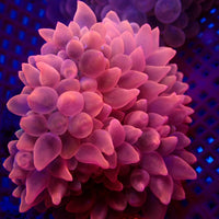 Sakura Pink Bubble Tip Anemone - Corals Anonymous
