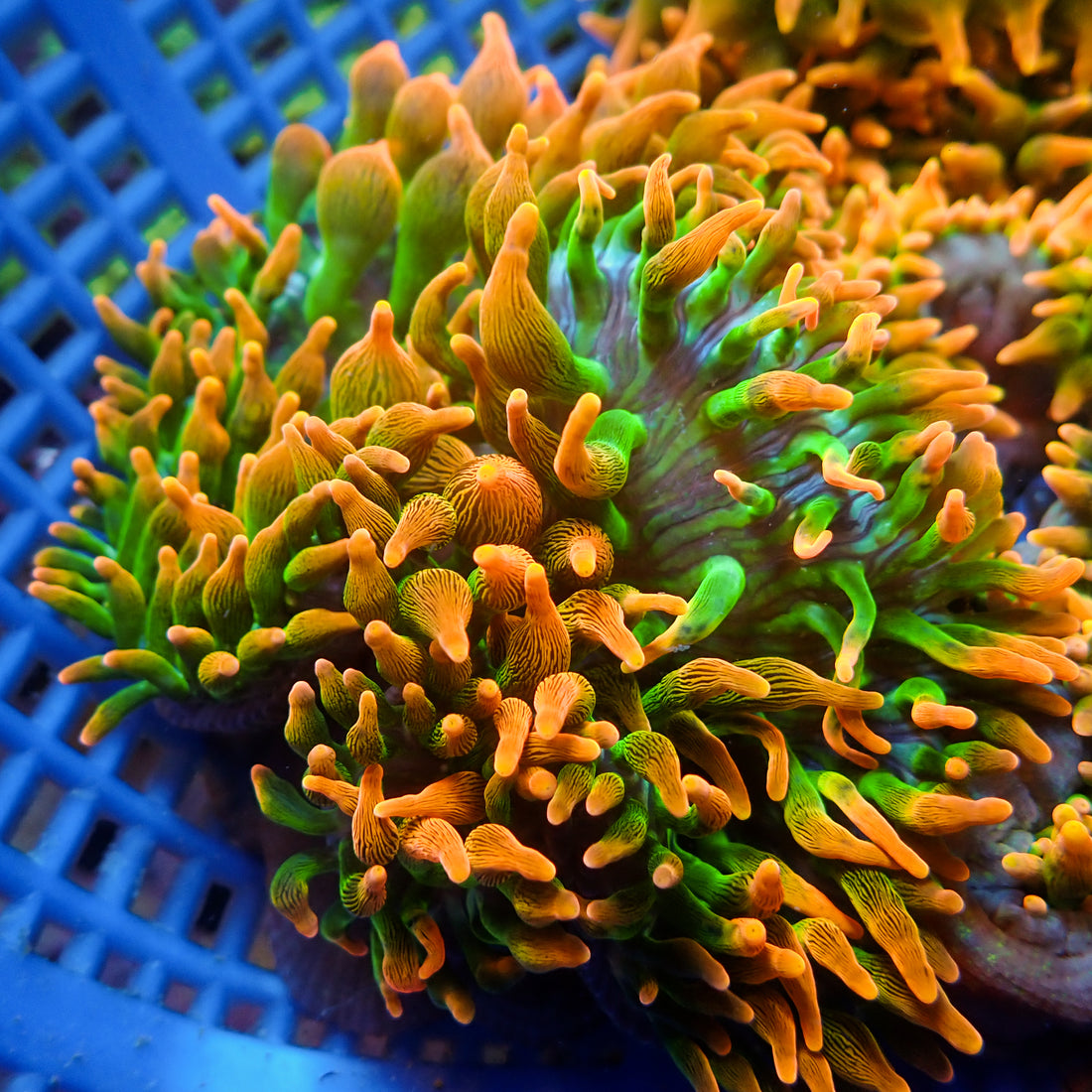 Ultra Rainbow Goldenflare Bubble Tip Anemone - Corals Anonymous