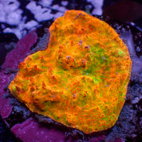 WYSIWYG Ultra Rainbow Sherbert Swirl Chalice (1-2”)
