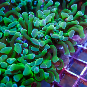 Multicolor Green Branching Hammer