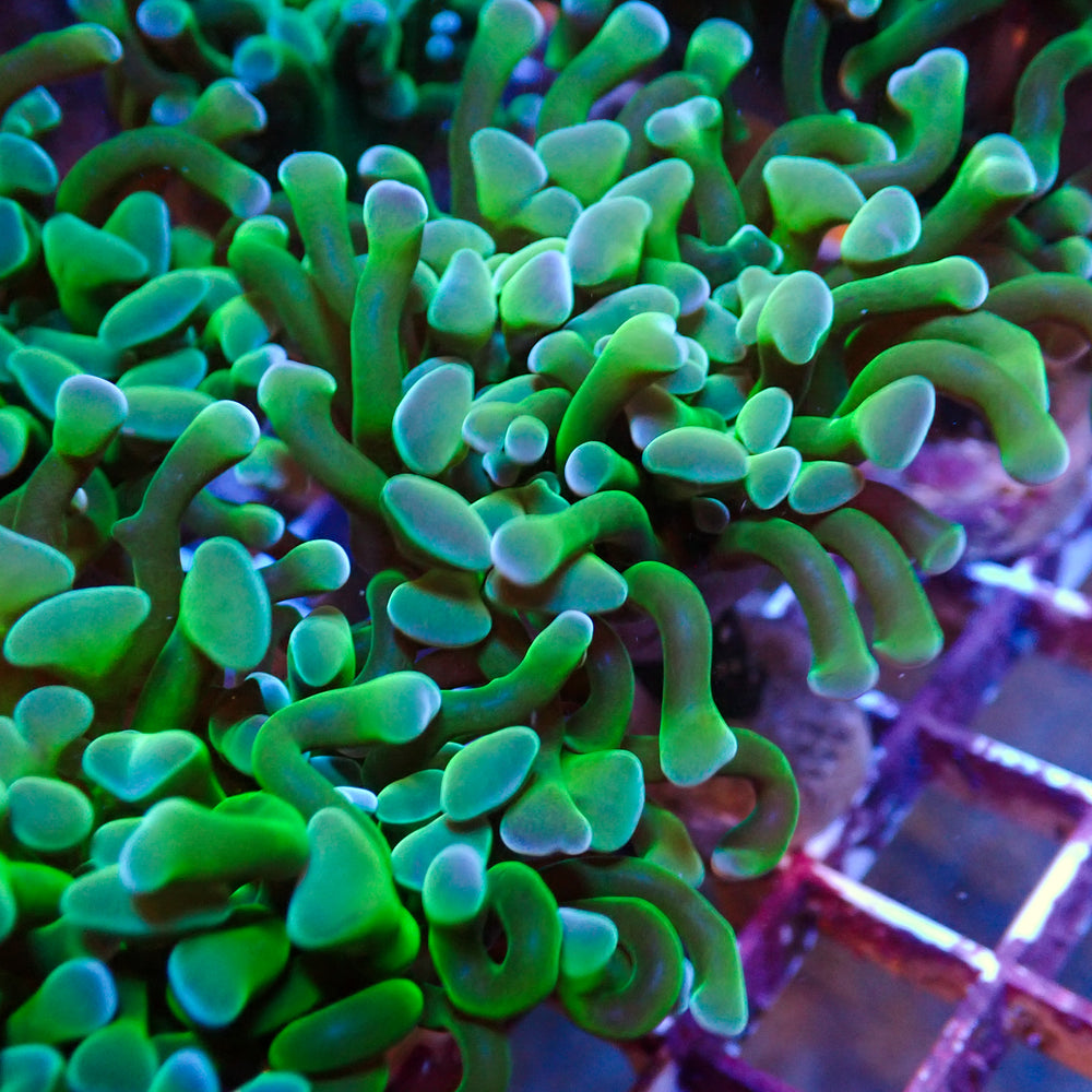 Multicolor Green Branching Hammer