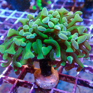 Multicolor Green Branching Hammer