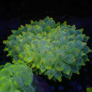 Ghost-Tip Lime Bubble Tip Anemone