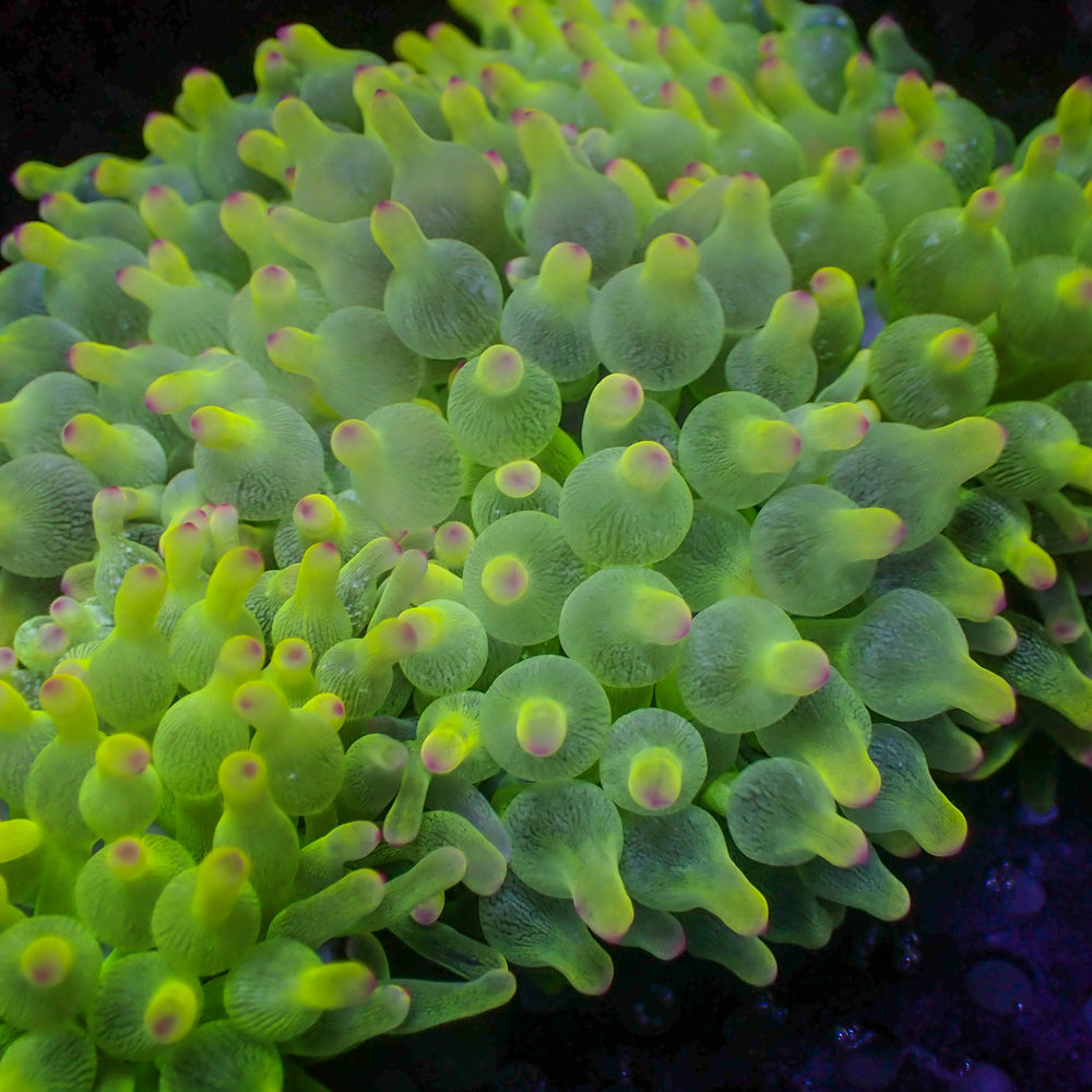 Ghost-Tip Lime Bubble Tip Anemone