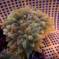 WYSIWYG Princess Peach Ultra Rainbow Bubble Tip Anemone (4-5")