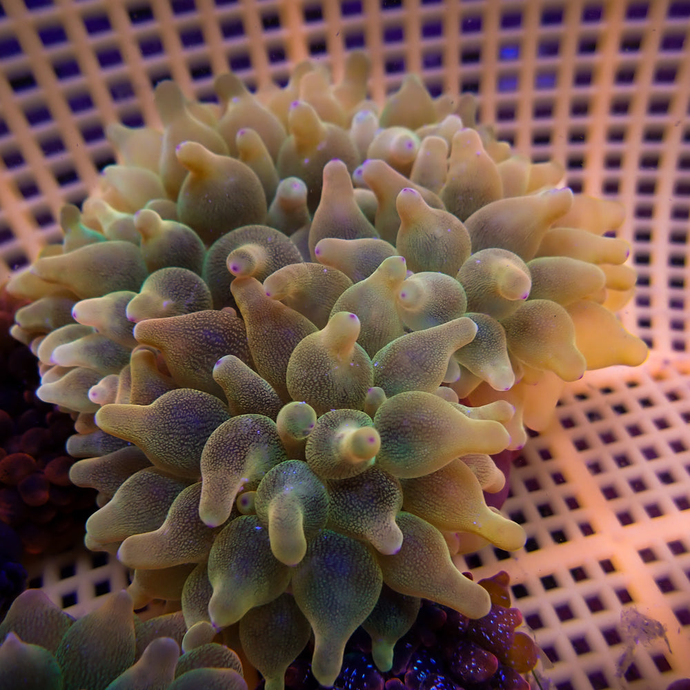 WYSIWYG Princess Peach Ultra Rainbow Bubble Tip Anemone (4-5