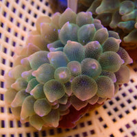 WYSIWYG Princess Peach Ultra Rainbow Bubble Tip Anemone (2-3")