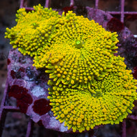 WYSIWYG Marigold Burst Yuma Mushroom Colony (3 Polyps)