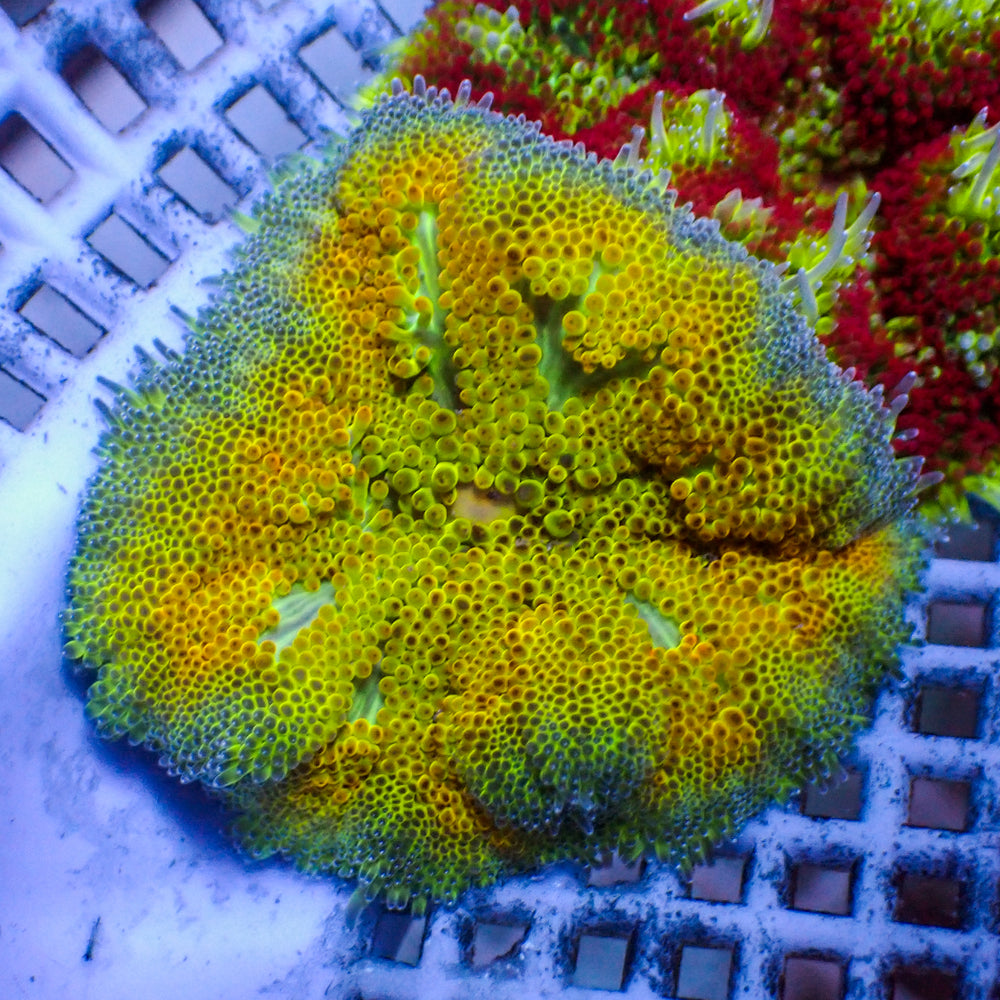 WYSIWYG Electric Yellow Maxi Mini Carpet Anemone (1-2