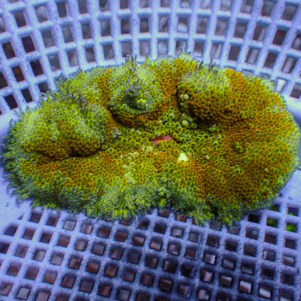 WYSIWYG Electric Yellow Maxi Mini Carpet Anemone (1-2") - Corals Anonymous