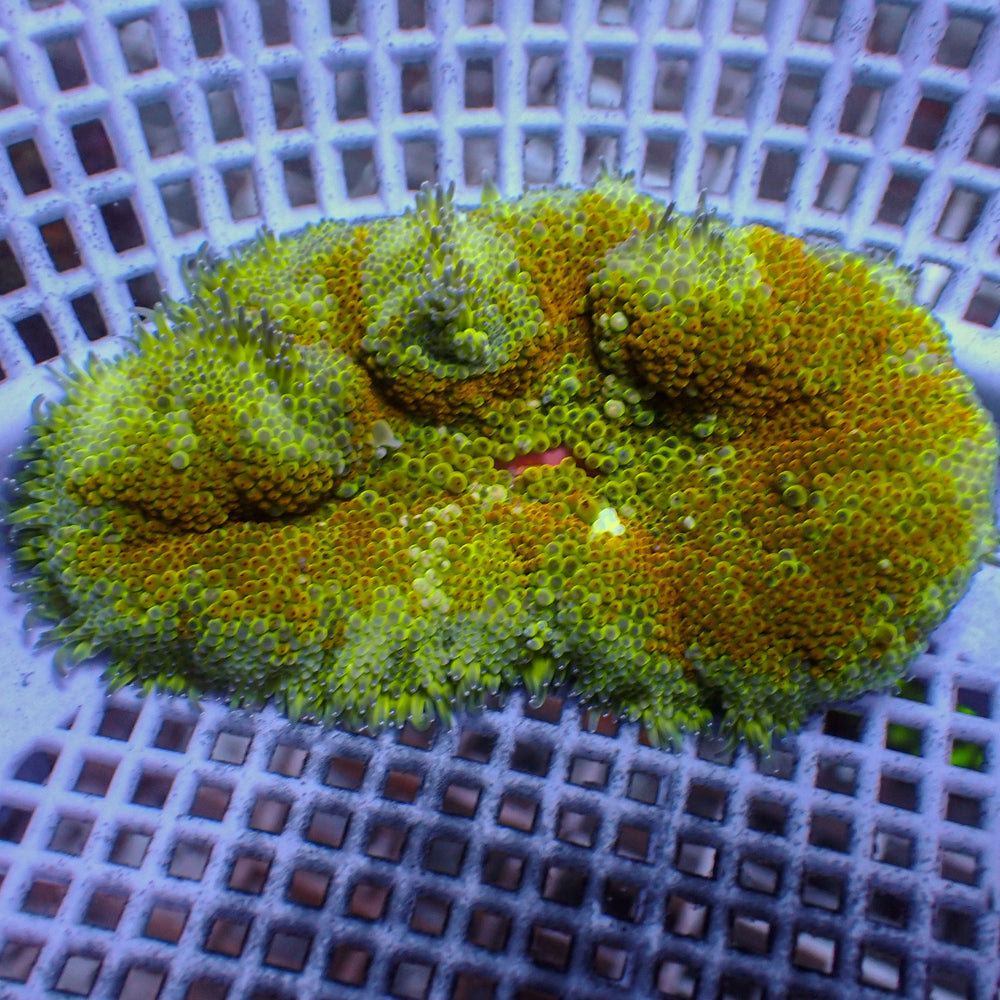 WYSIWYG Electric Yellow Maxi Mini Carpet Anemone (1-2