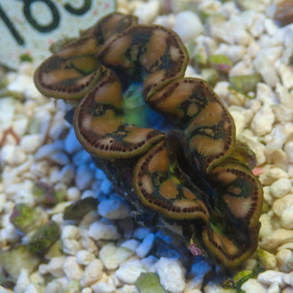 WYSIWYG Multicolor Maxima Clam (1.5-2