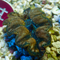 WYSIWYG Gold Rim Multicolor Crocea Clam (1.5-2")