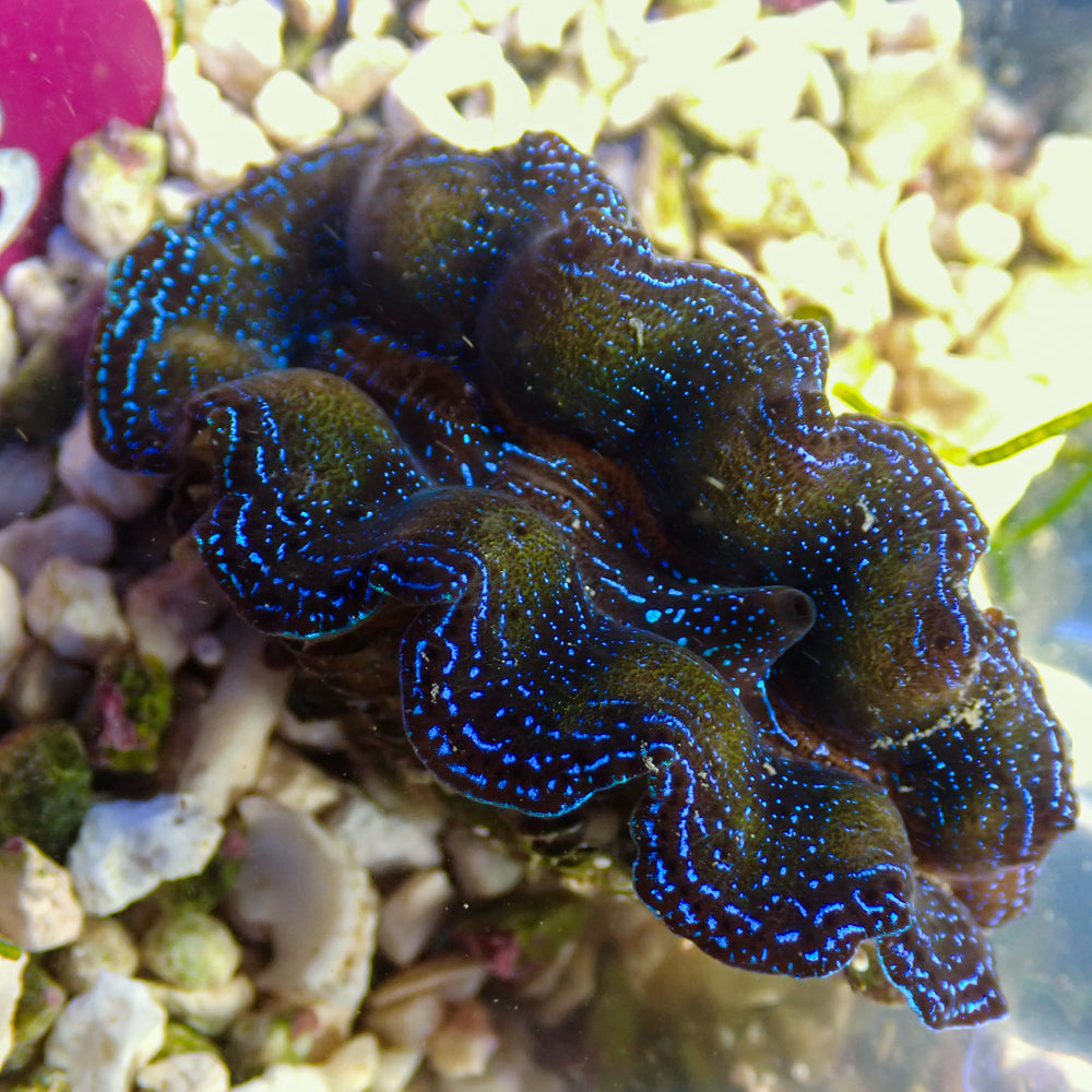 WYSIWYG Ultra Blue Multicolor Crocea Clam (Aquarcultria, 5-2
