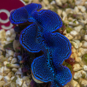 WYSIWYG Ultra Blue Tridacna Squamosa Clam (1.5-2")