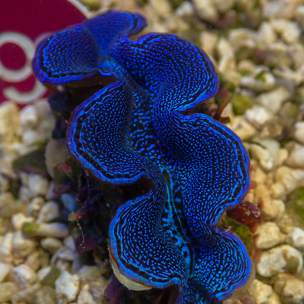 WYSIWYG Ultra Blue Tridacna Squamosa Clam (1.5-2