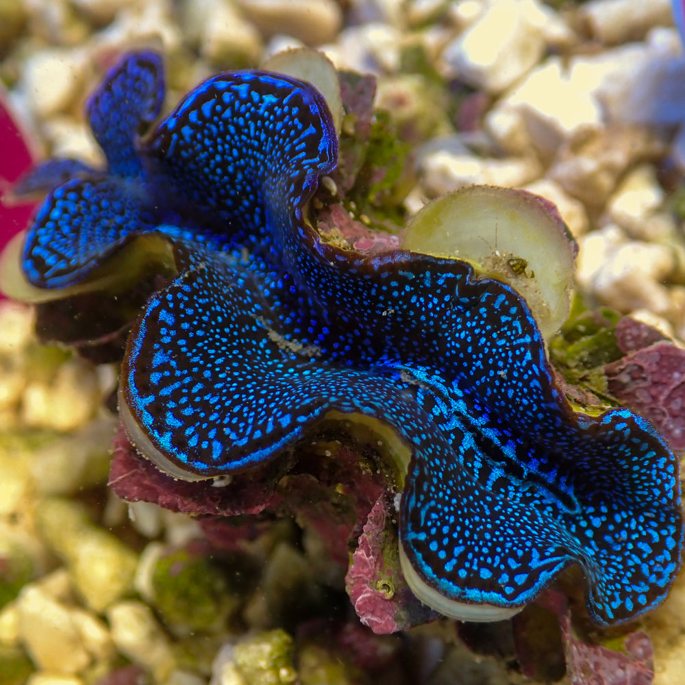 WYSIWYG Ultra Blue Tridacna Squamosa Clam (1.5-2