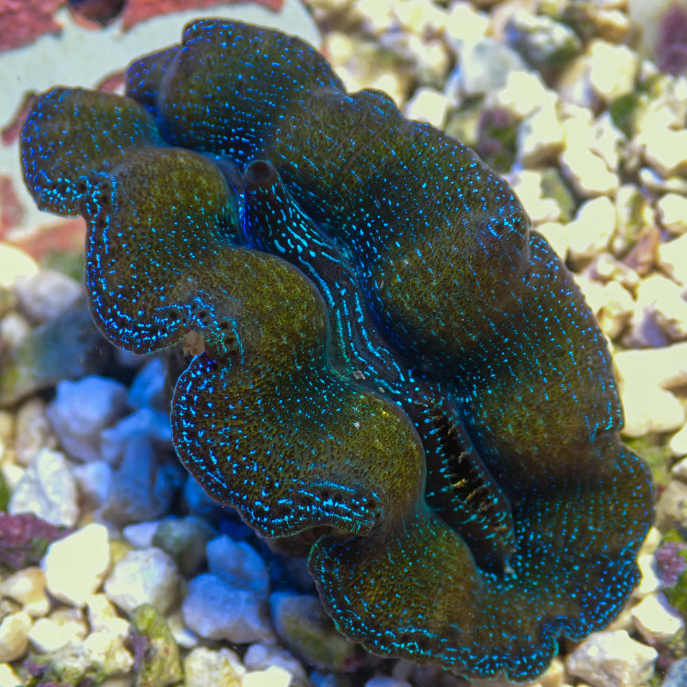 WYSIWYG Multicolor Crocea Clam (1.5-2
