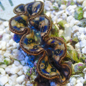 WYSIWYG Ultra Blue Multicolor Maxima Clam (1.5-2")