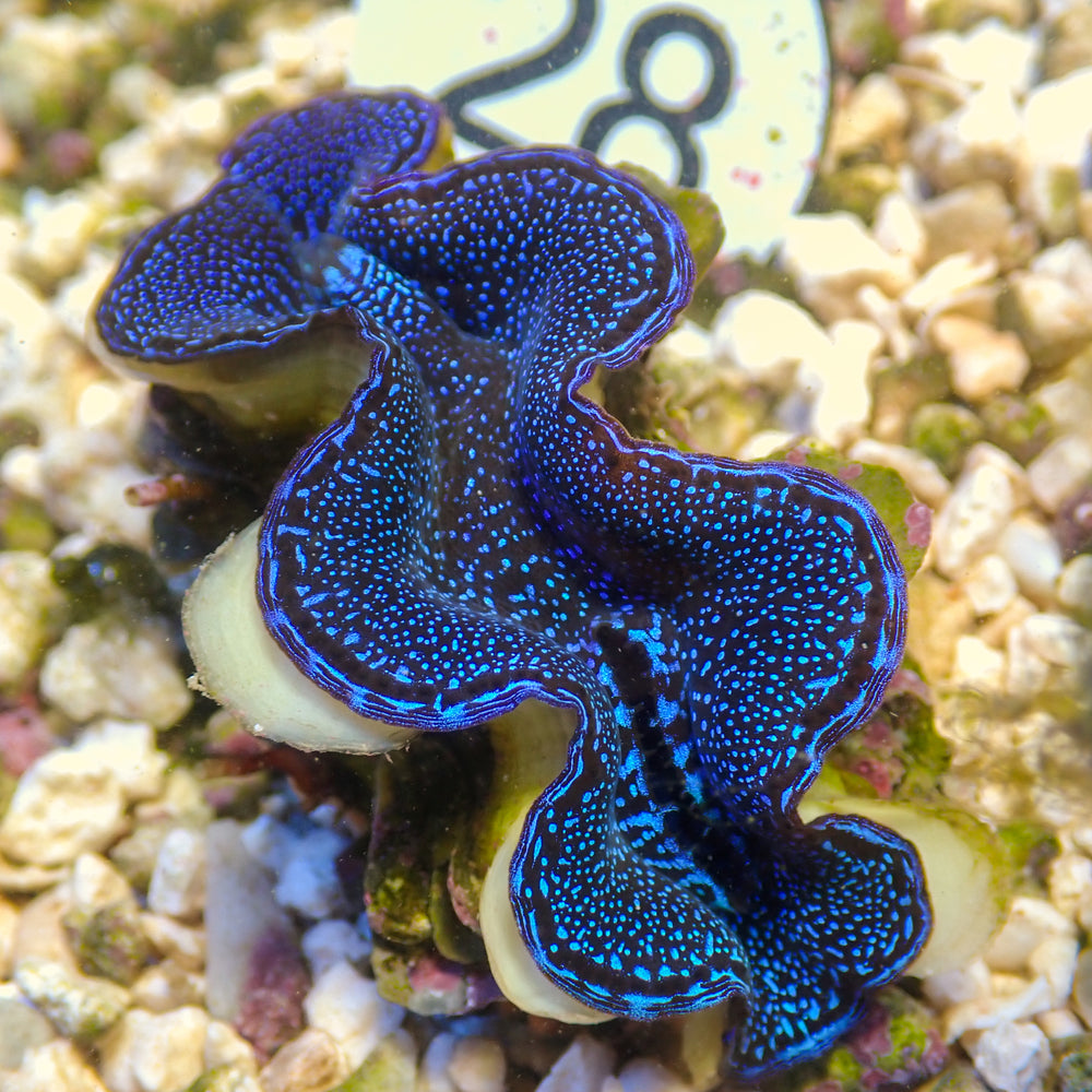 WYSIWYG Ultra Blue Tridacna Squamosa Clam (1.5-2