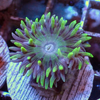 Aussie Duncan (Single Polyp) (Special Deal!)
