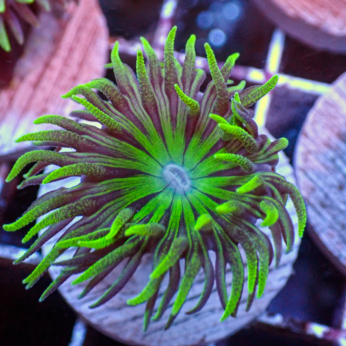 Aussie Duncan (Single Polyp) (Special Deal!) - Corals Anonymous