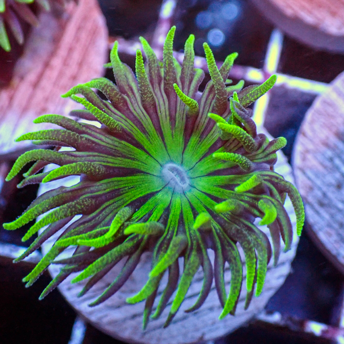 Aussie Duncan (Single Polyp) (Special Deal!) - Corals Anonymous