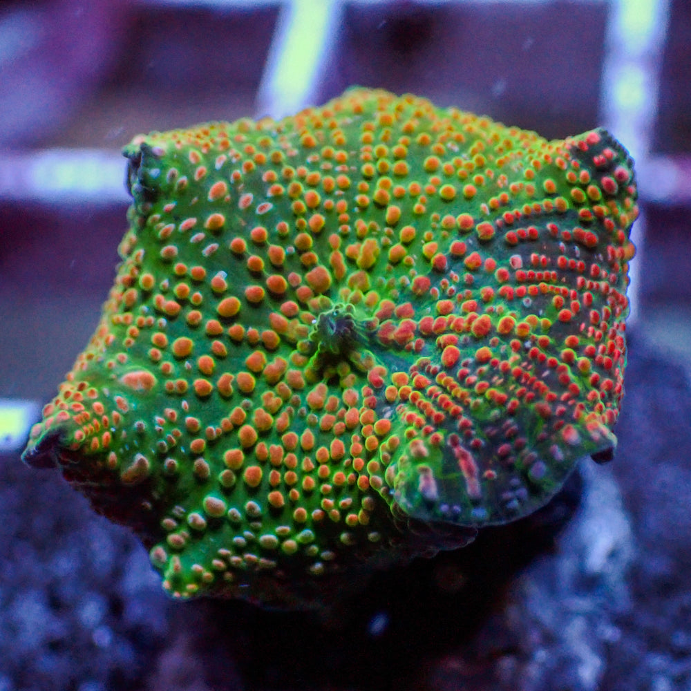 WYSIWYG Watermelon Swirl Discosoma Mushroom