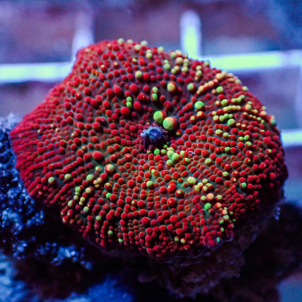 WYSIWYG Ultra Crimson Vector Discosoma Mushroom
