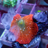 WYSIWYG Iridescent Mystic Discosoma Mushroom w/ Sea Squirts