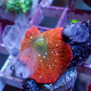 WYSIWYG Iridescent Mystic Discosoma Mushroom w/ Sea Squirts