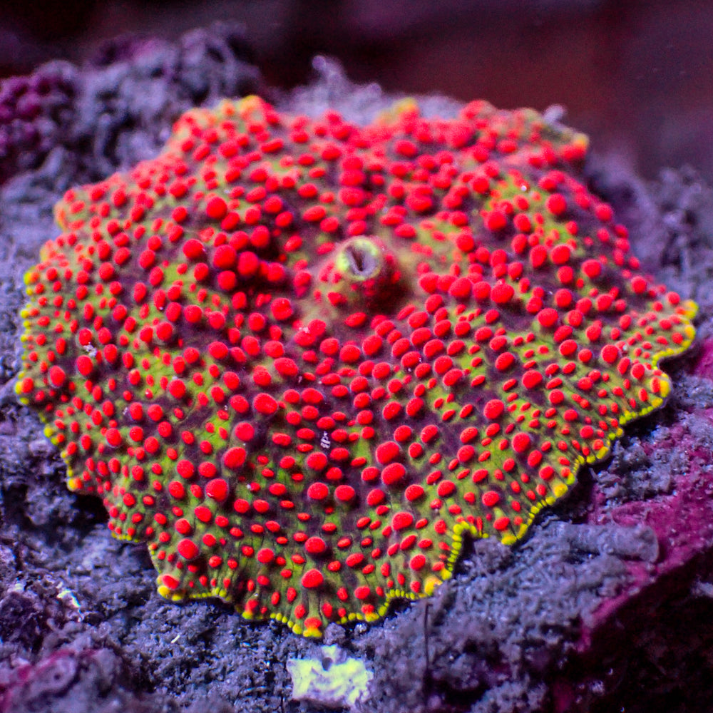 WYSIWYG Crimson Blood Red Discosoma Mushroom